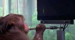 Imagem de: Macaco consegue jogar videogame após implante cerebral da Neuralink