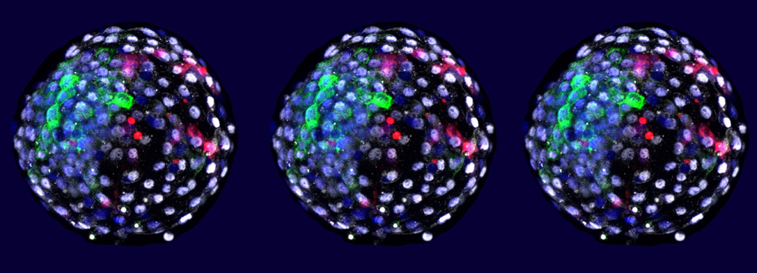Imagem de: Cientistas cutivam células humanas em embriões de macaco