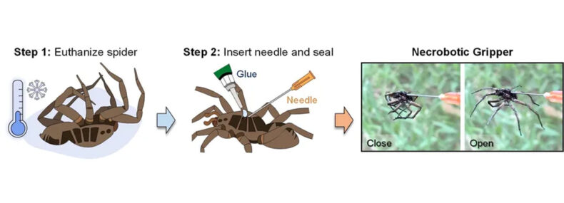 Imagem de: Cientistas transformam aranhas mortas em garras de robô