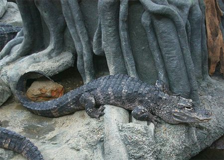 jacaré-da-china (Alligator sinensis)