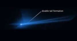 Dimorphos Cauda Dupla