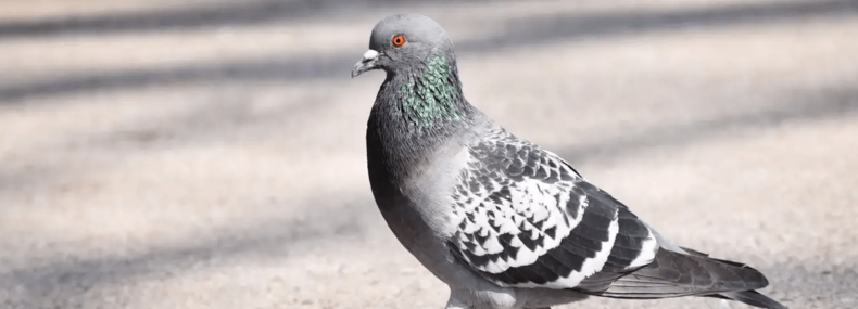 Pombo Espião